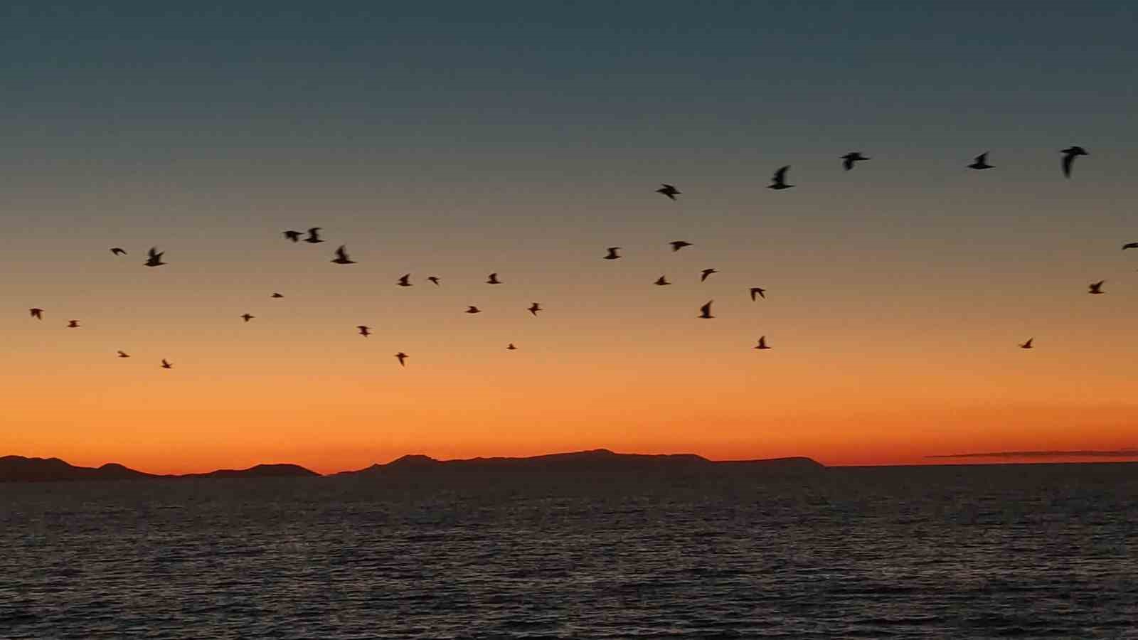 Van Gölü sahillerinde kuşların akşam göçü