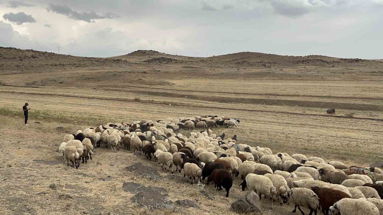 Kars’ta asırlık "koç katım" geleneği renkli görüntülere sahne oldu