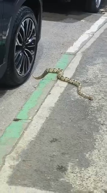 Bursa’da otomobilin jantından yılan çıktı