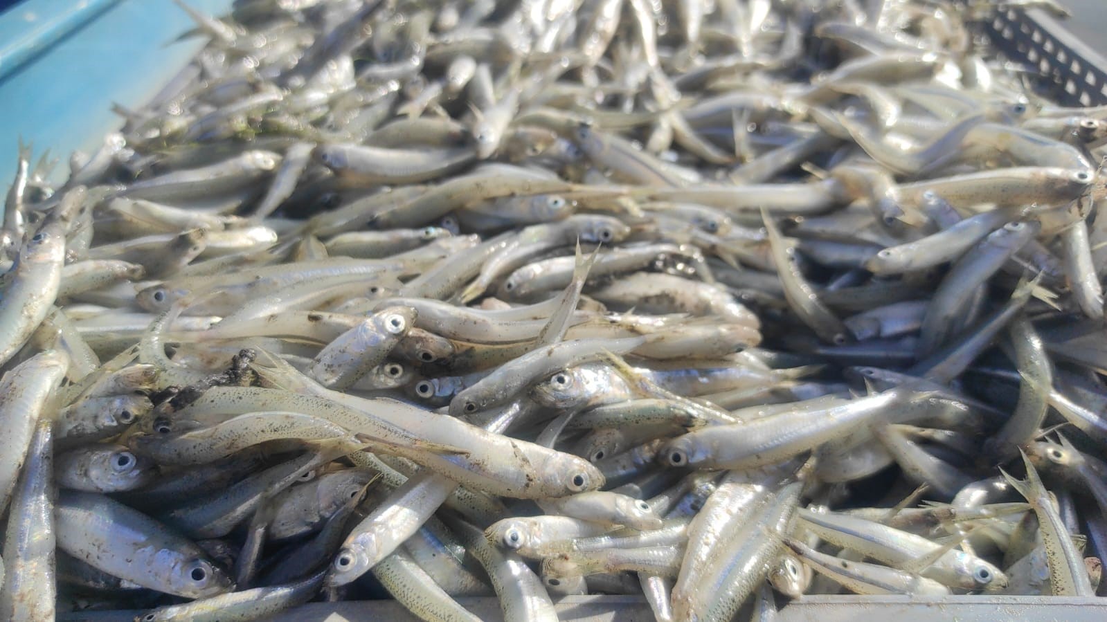 Bozkırın ortasındaki Çekerek’ten Avrupa’ya balık ihracatı