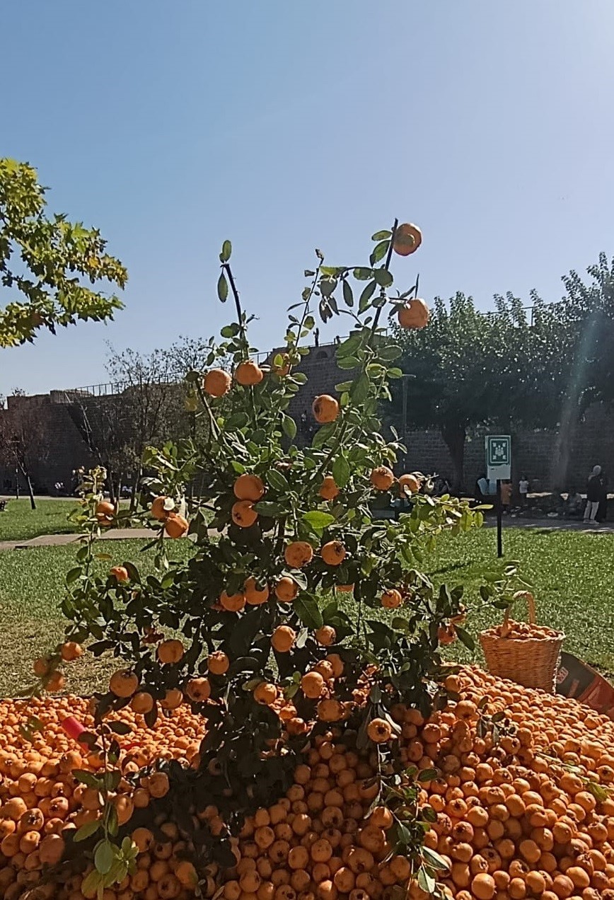 Faydaları saymakla bitmiyor: Alı&ccedil; meyvesi tezgahlardaki yerini aldı
