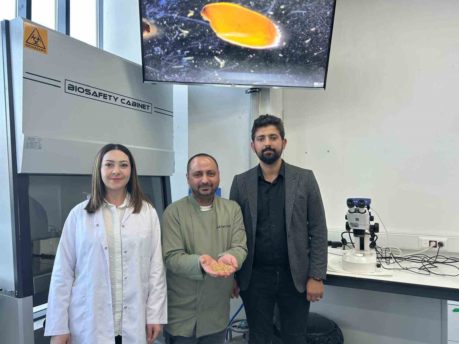 Sivas’ta yerli zeron buğdayından organik bulgur üretildi