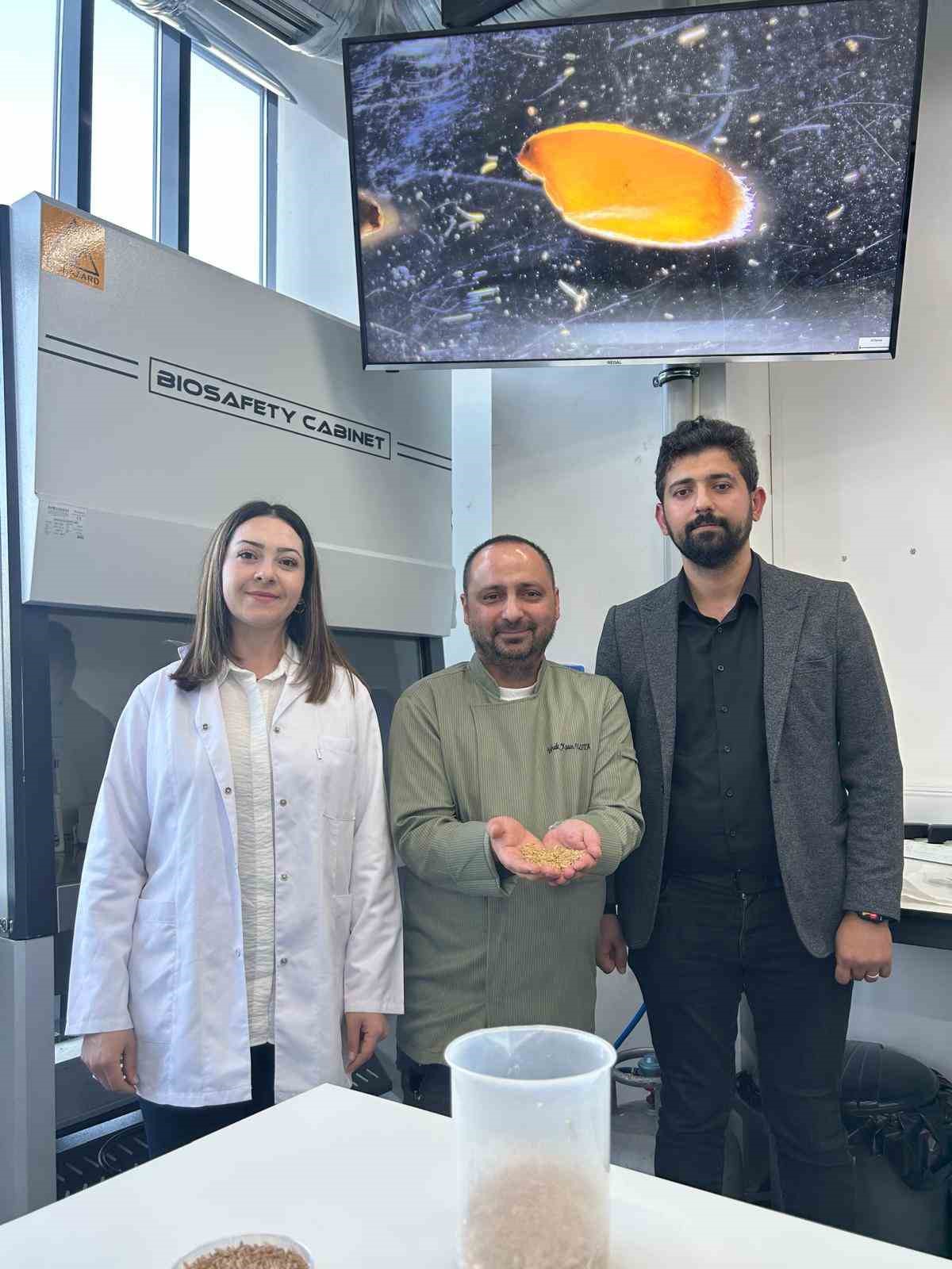 Sivas’ta yerli zeron buğdayından organik bulgur üretildi