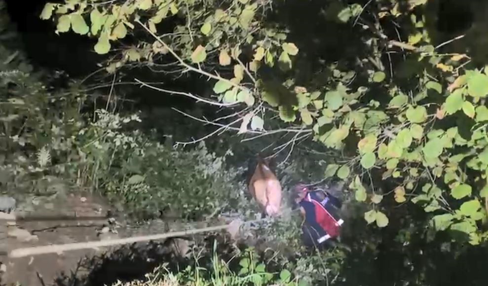 Artvin’de uçuruma düşen inek itfaiye ekiplerinin zorlu operasyonuyla kurtarıldı