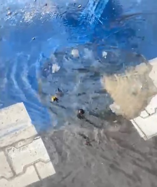 Marmaris&rsquo;te temizlenmeyen r&ouml;garda farenin yaşam savaşı
