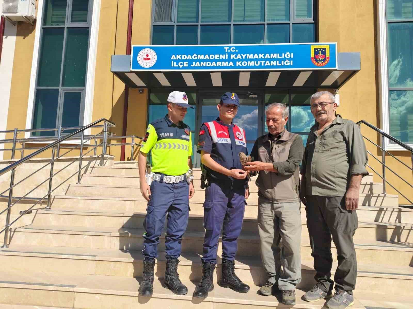 Yozgat’ta yaralı çakır kuşu bulundu