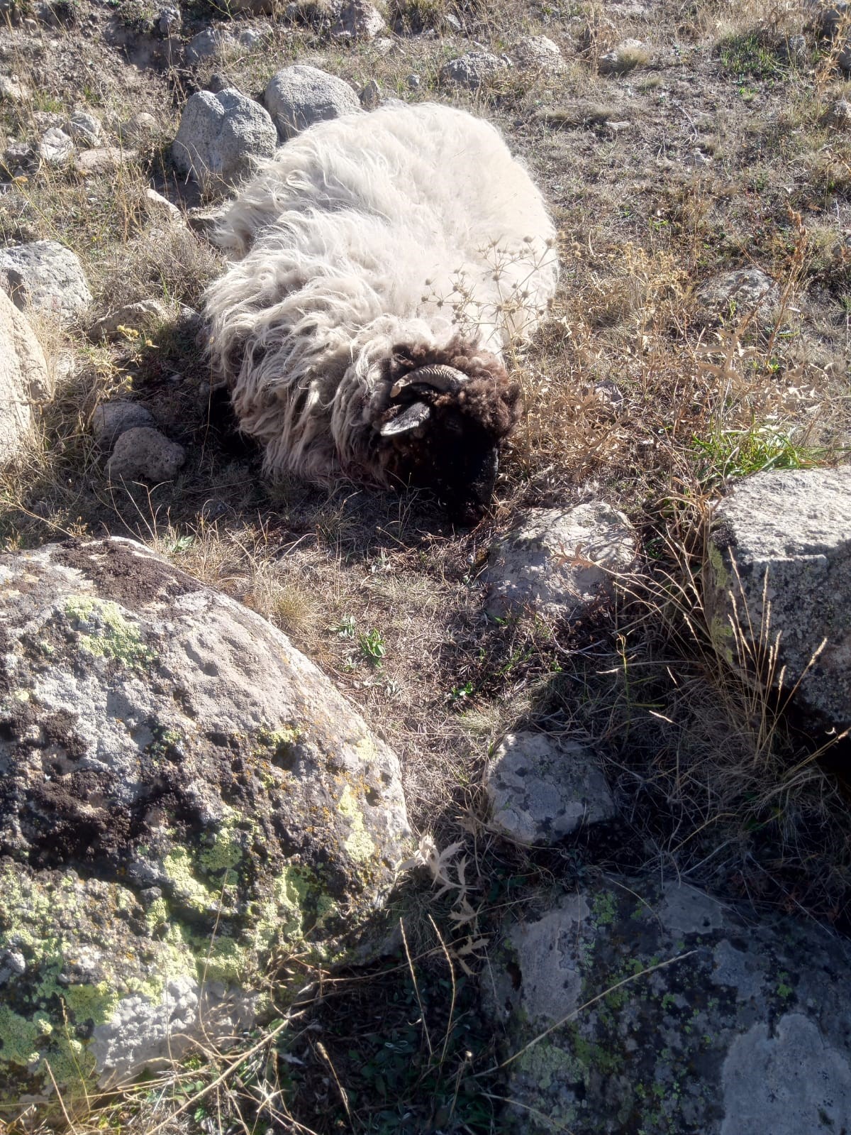 Giresun’da ayı ve kurtlar köyün koyunlarına saldırdı: 5 koyun telef, 18’i kayıp