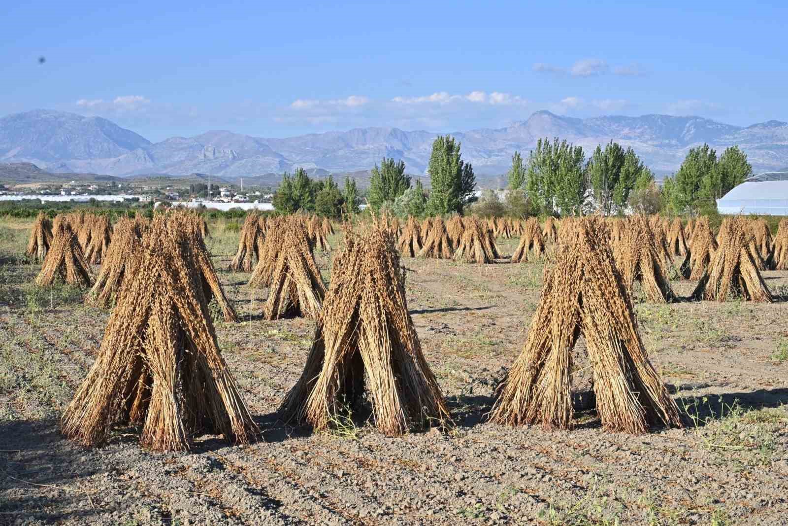 Başkan G&uuml;ng&ouml;r: "Manavgat&rsquo;ın coğrafi işaret tescilli &rsquo;altın susamı&rsquo;, T&uuml;rkiye&rsquo;nin en kaliteli susamı olarak &ouml;ne &ccedil;ıkıyor"
