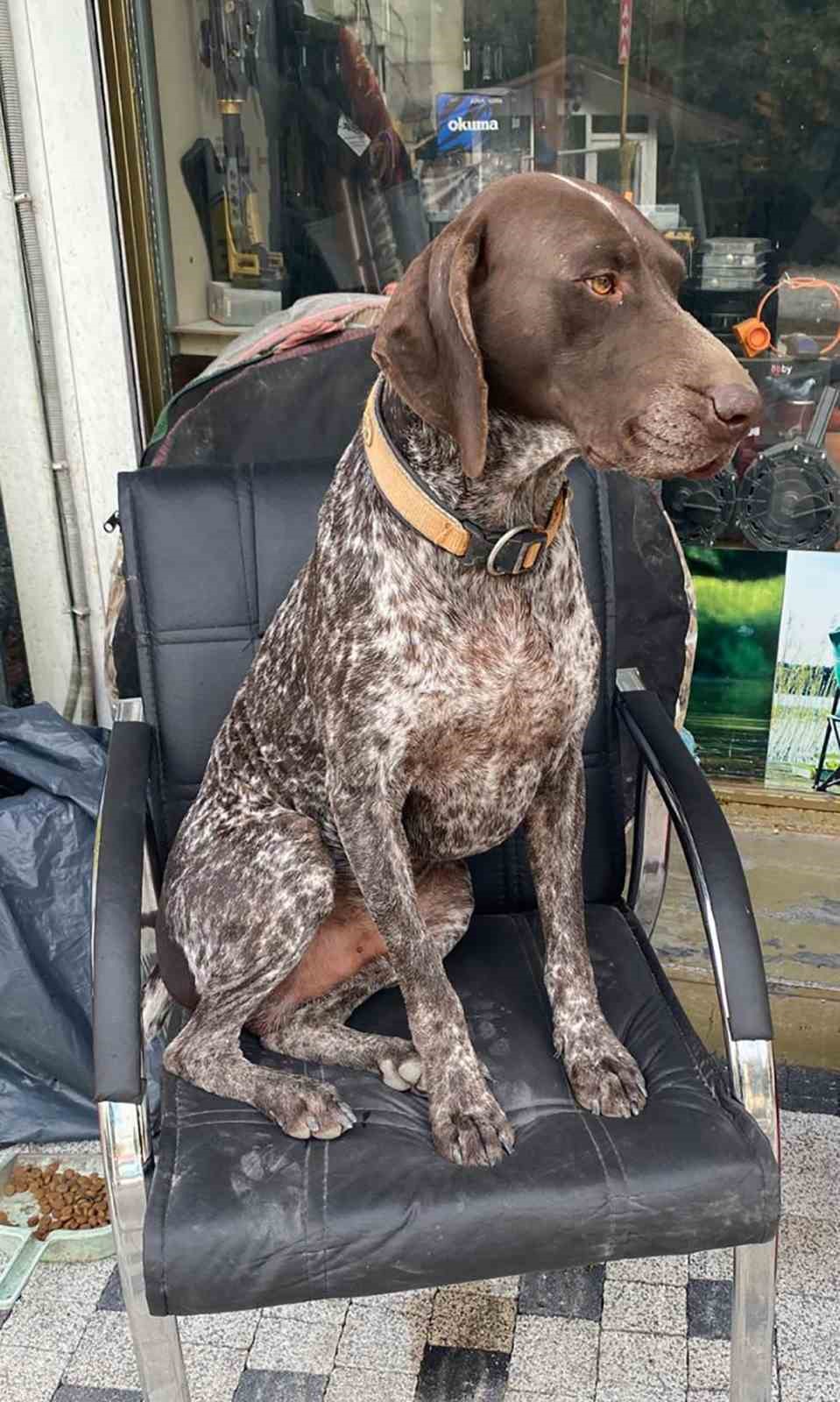 Kurzuar cinsi av köpeği kayboldu