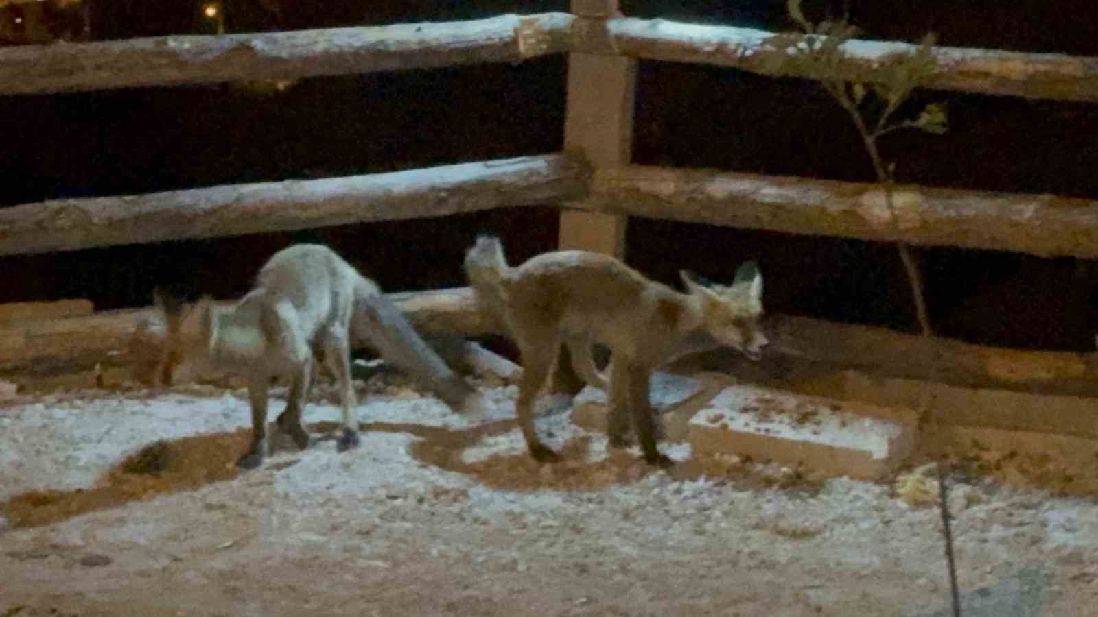 Bahçesine giren tilkileri elleriyle besliyor