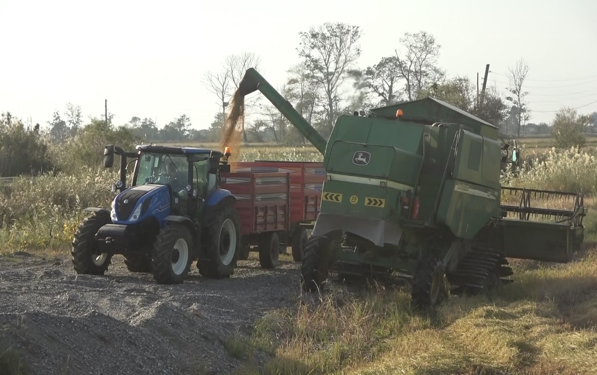Bafra Ovası’nda çeltik hasadı yüzleri güldürüyor
