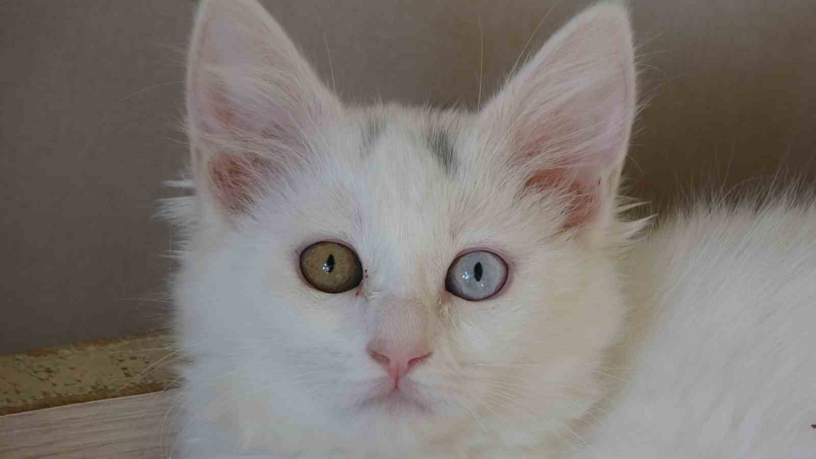 Van kedileri i&ccedil;in &lsquo;kırmızı alarm&rsquo; kaldırıldı
