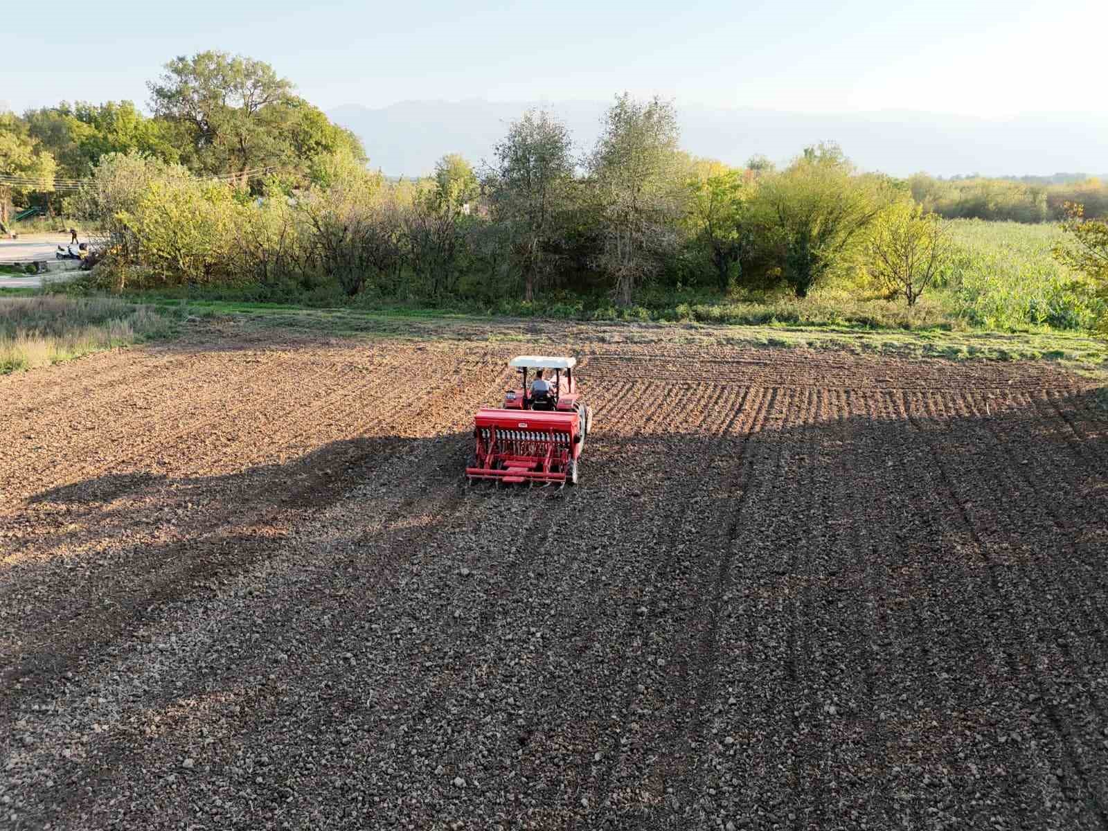 Ata tohumu siyez buğdayı Düzce topraklarında yetişecek