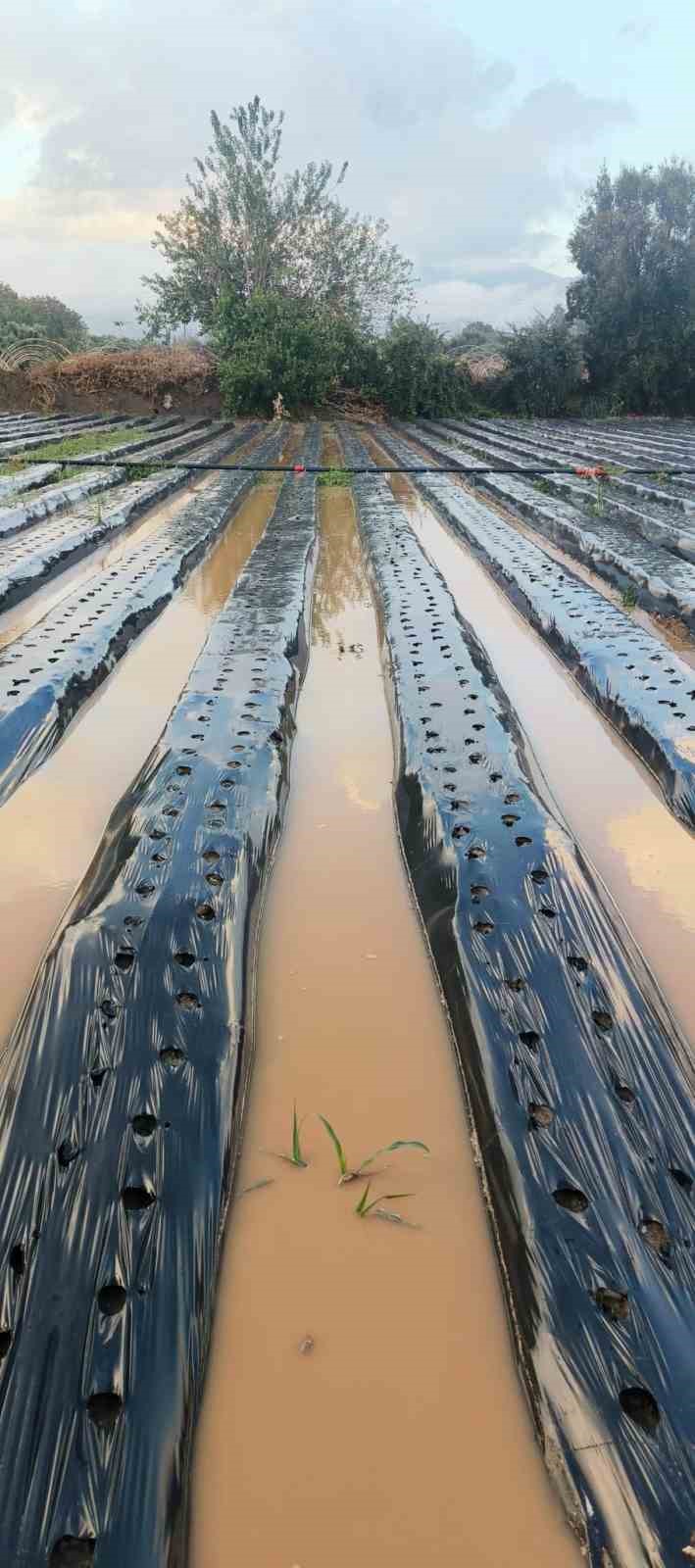 Sultanhisar’da sağanak çilek tarlalarını vurdu