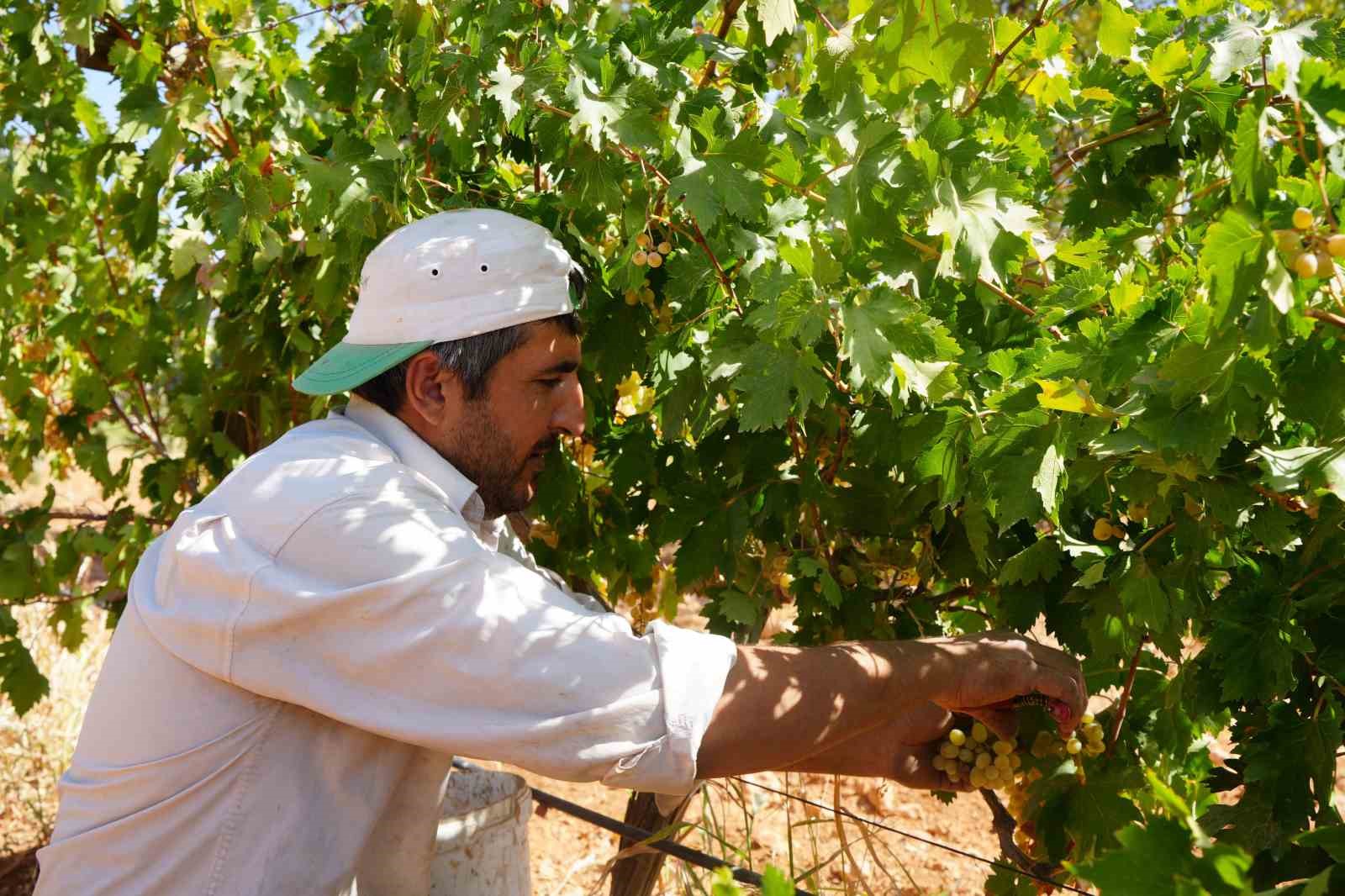 Fıstık şehrine kurduğu &uuml;z&uuml;m bağı &uuml;reticilere &ouml;rnek oldu
