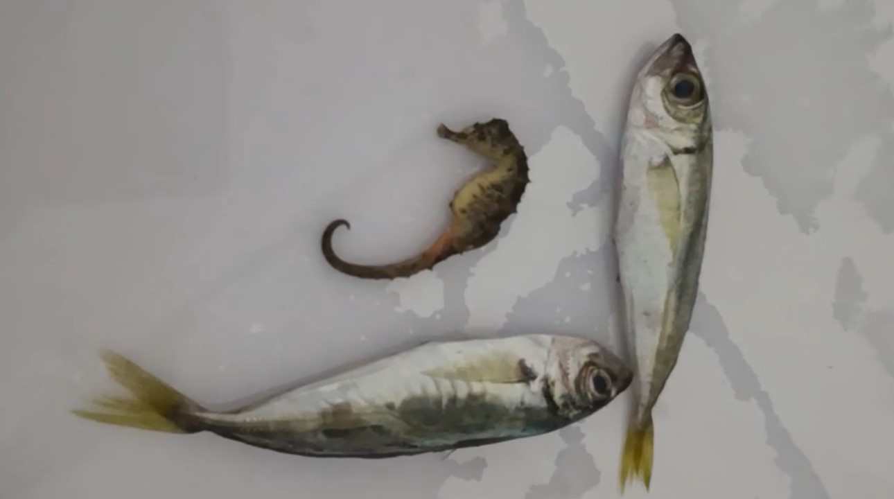 Yüksekova’da ilginç olay: Balıkların arasından denizatı çıktı