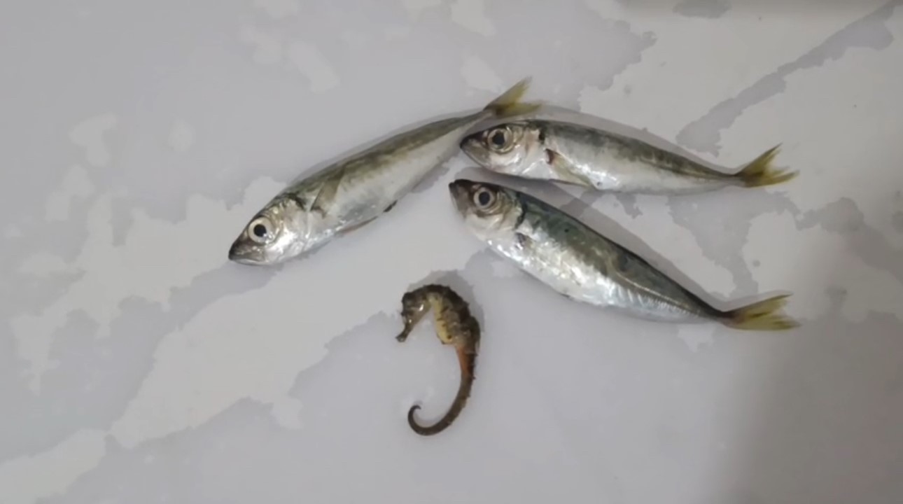 Y&uuml;ksekova&rsquo;da ilgin&ccedil; olay: Balıkların arasından denizatı &ccedil;ıktı
