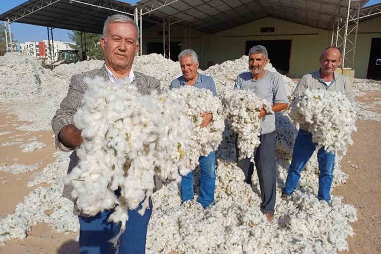 Araban Ovası’nda makinalı pamuk hasadı buruk başladı