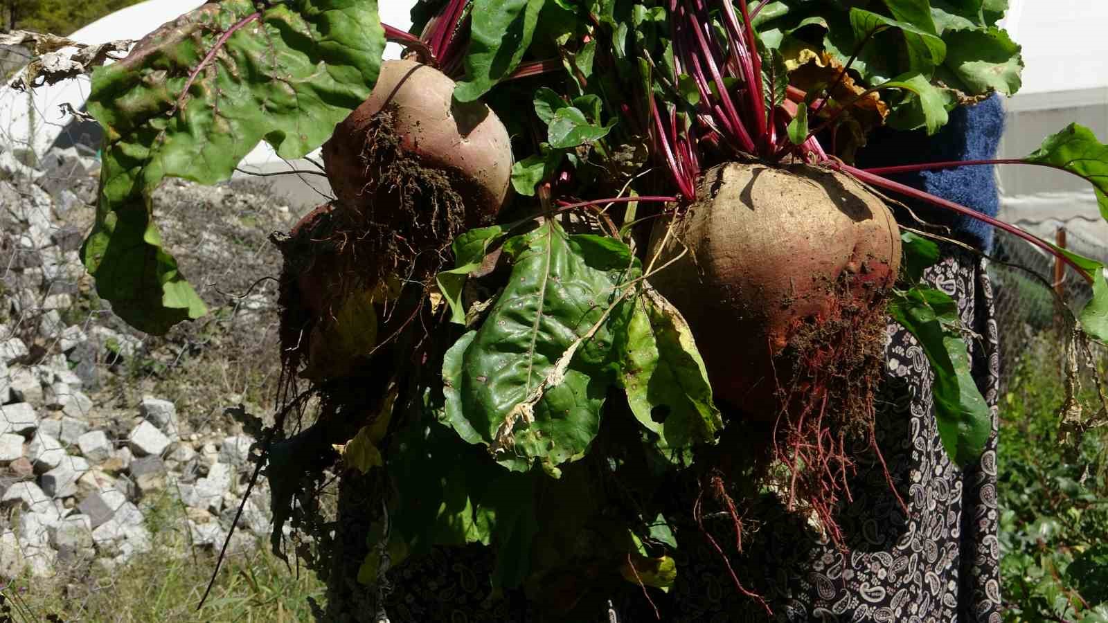 Giresun’da kadınlar geleneksel yöntemlerle kışlık yiyeceklerini hazırlıyor
