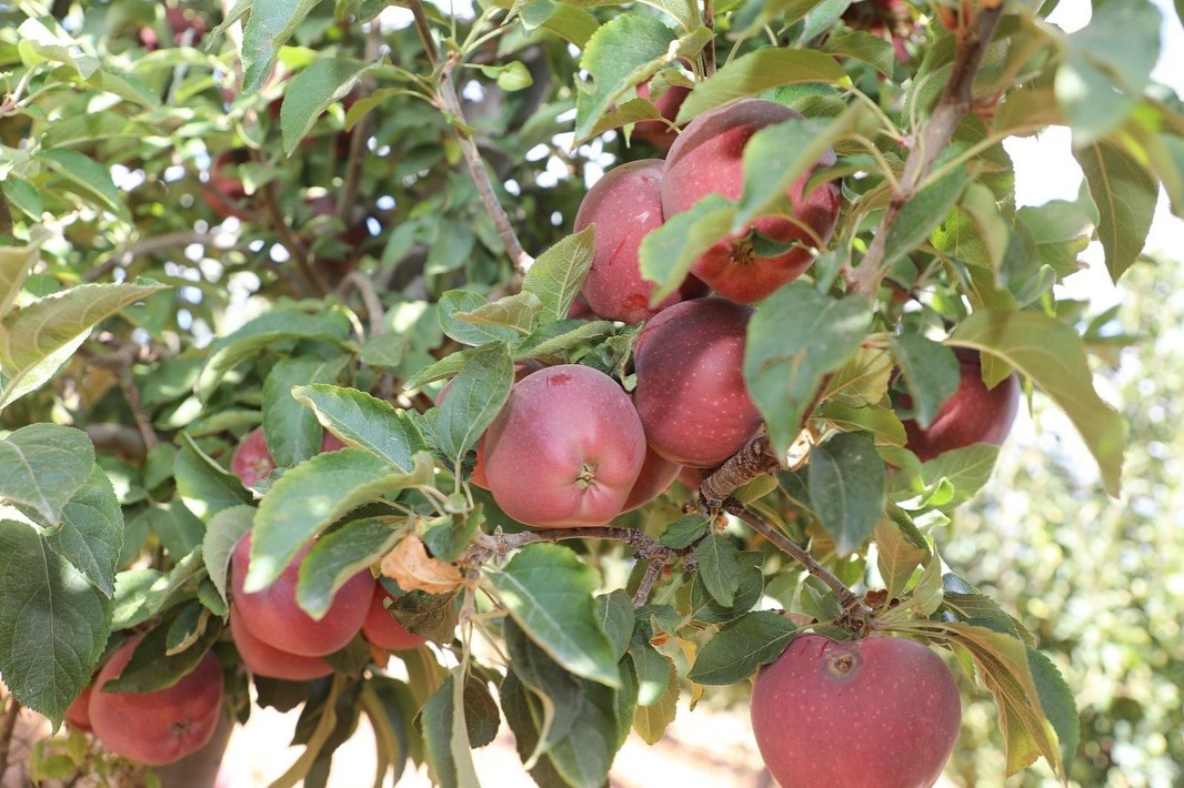 Elazığ’da elma hasadı