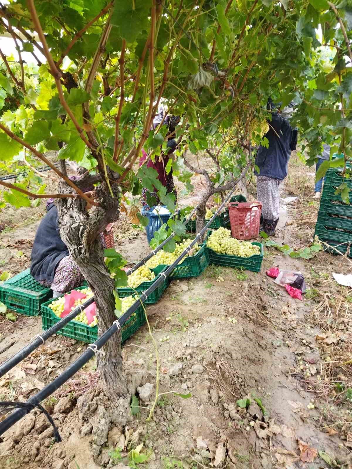 Manisa’da üzüm hasadı yağmur ve çamura rağmen devam ediyor
