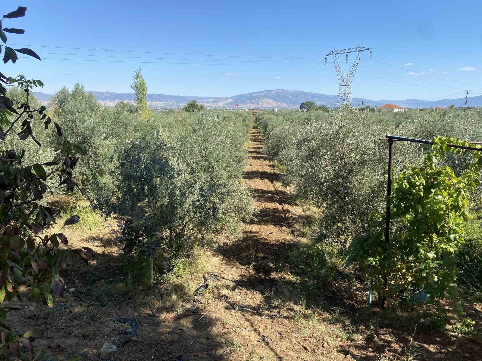 Alaşehir’de çiftçilerin yağmur sevinci