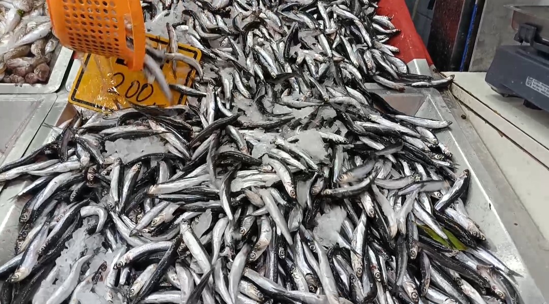 Bartın’da azalan hamsinin fiyatı arttı