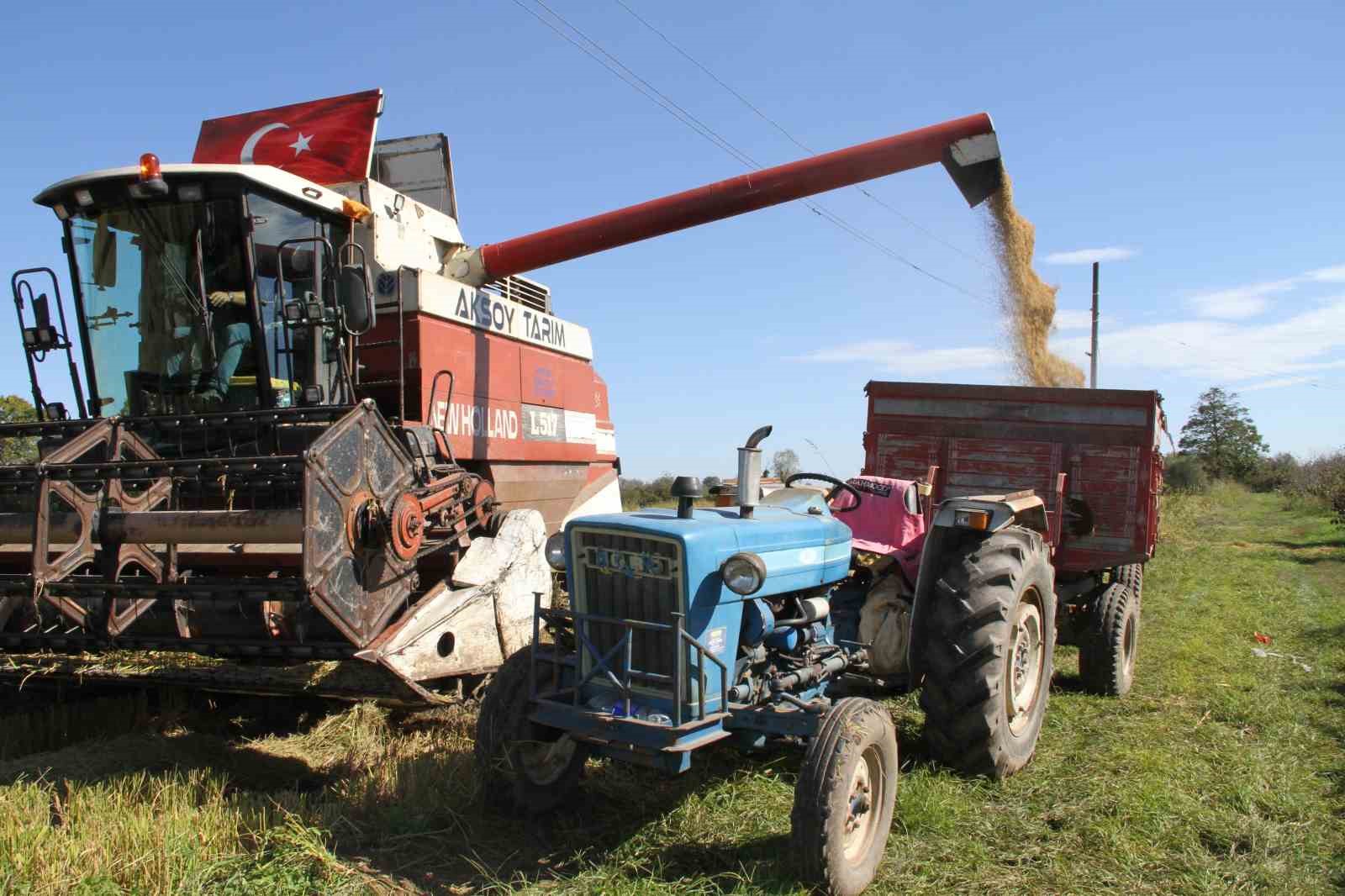 Çarşamba Ovası’nda çeltik hasadı