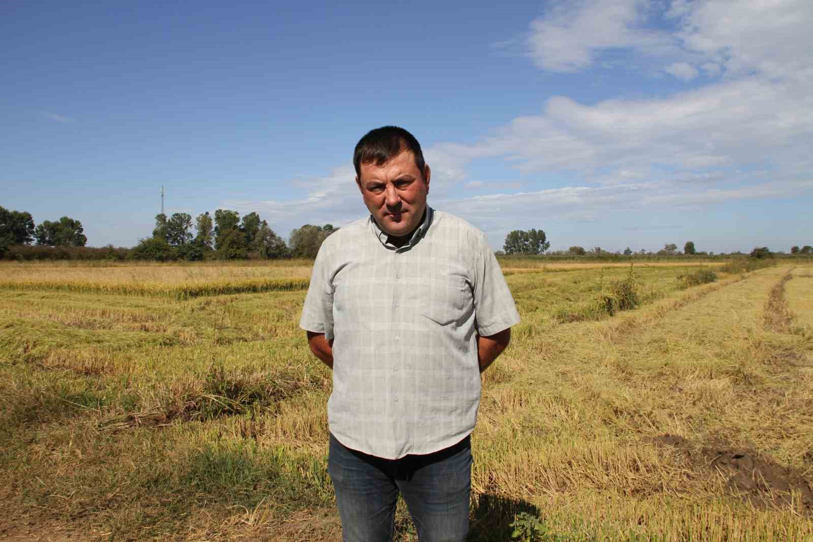 &Ccedil;arşamba Ovası&rsquo;nda &ccedil;eltik hasadı
