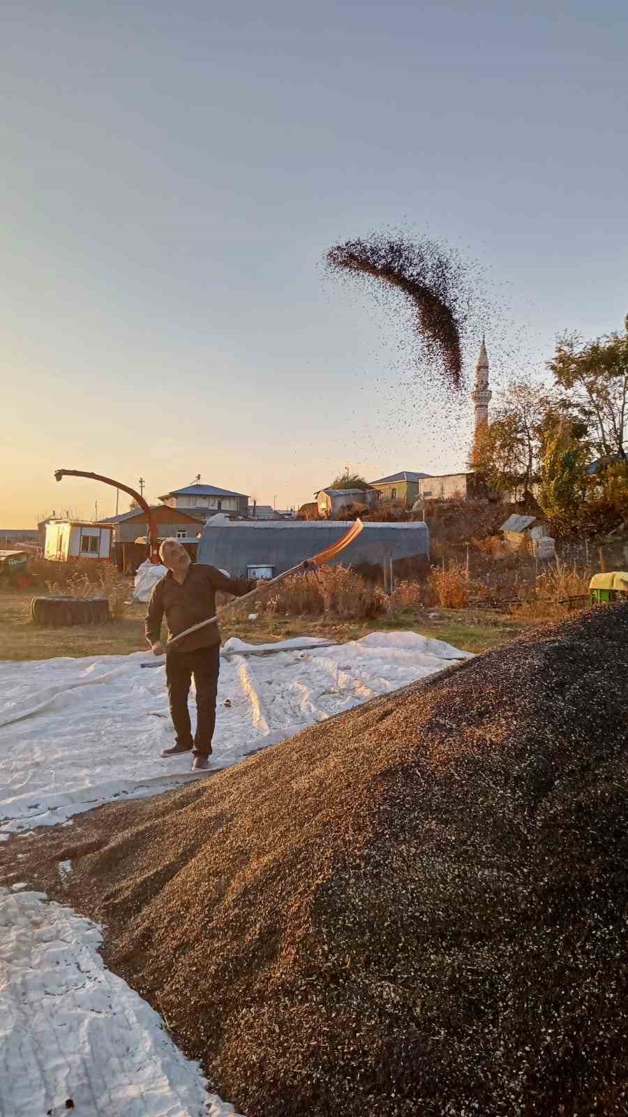 Kars’ta Ayçiçeği hasadı başladı