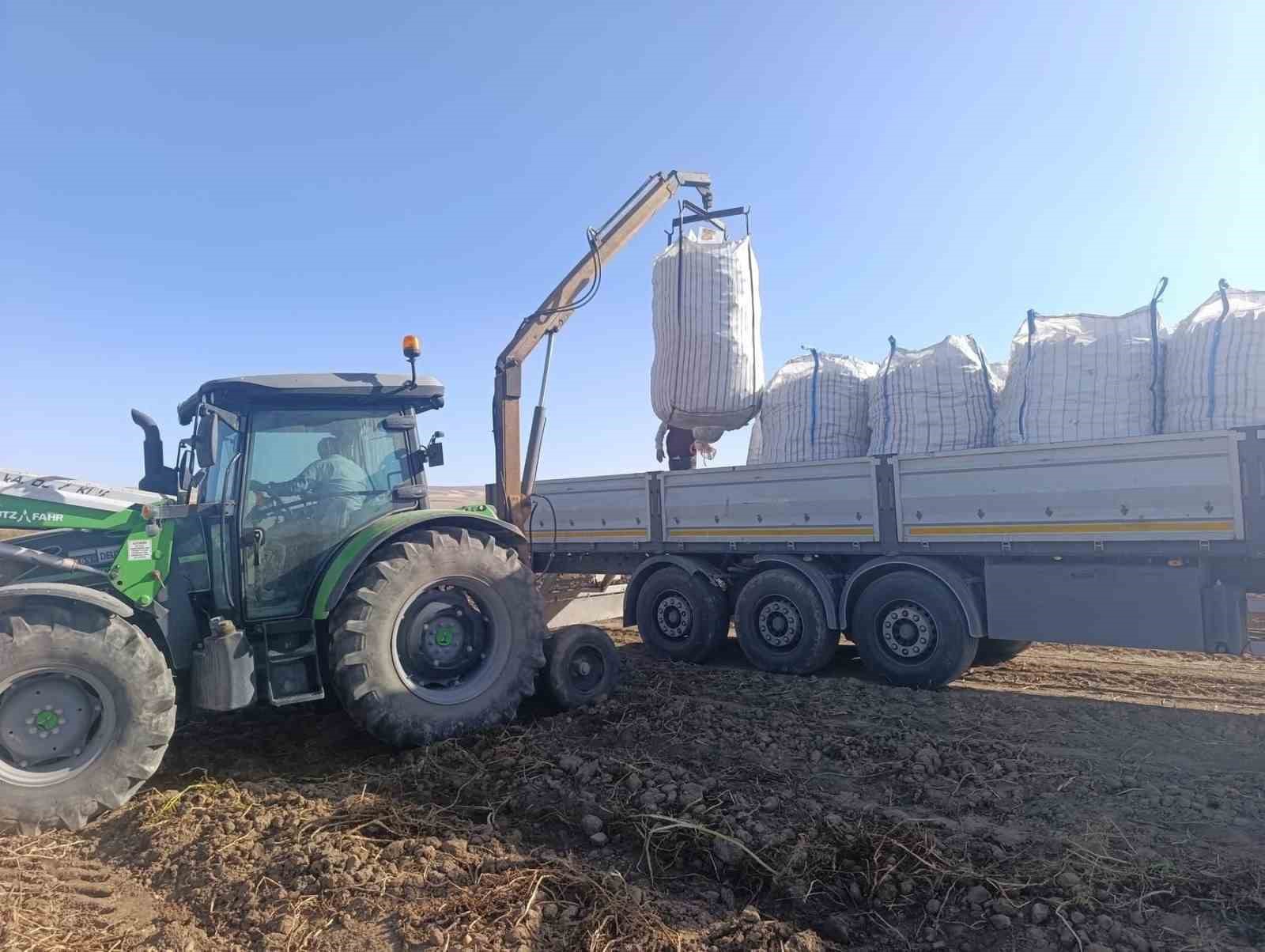 Patnos&rsquo;ta patates hasadı başladı
