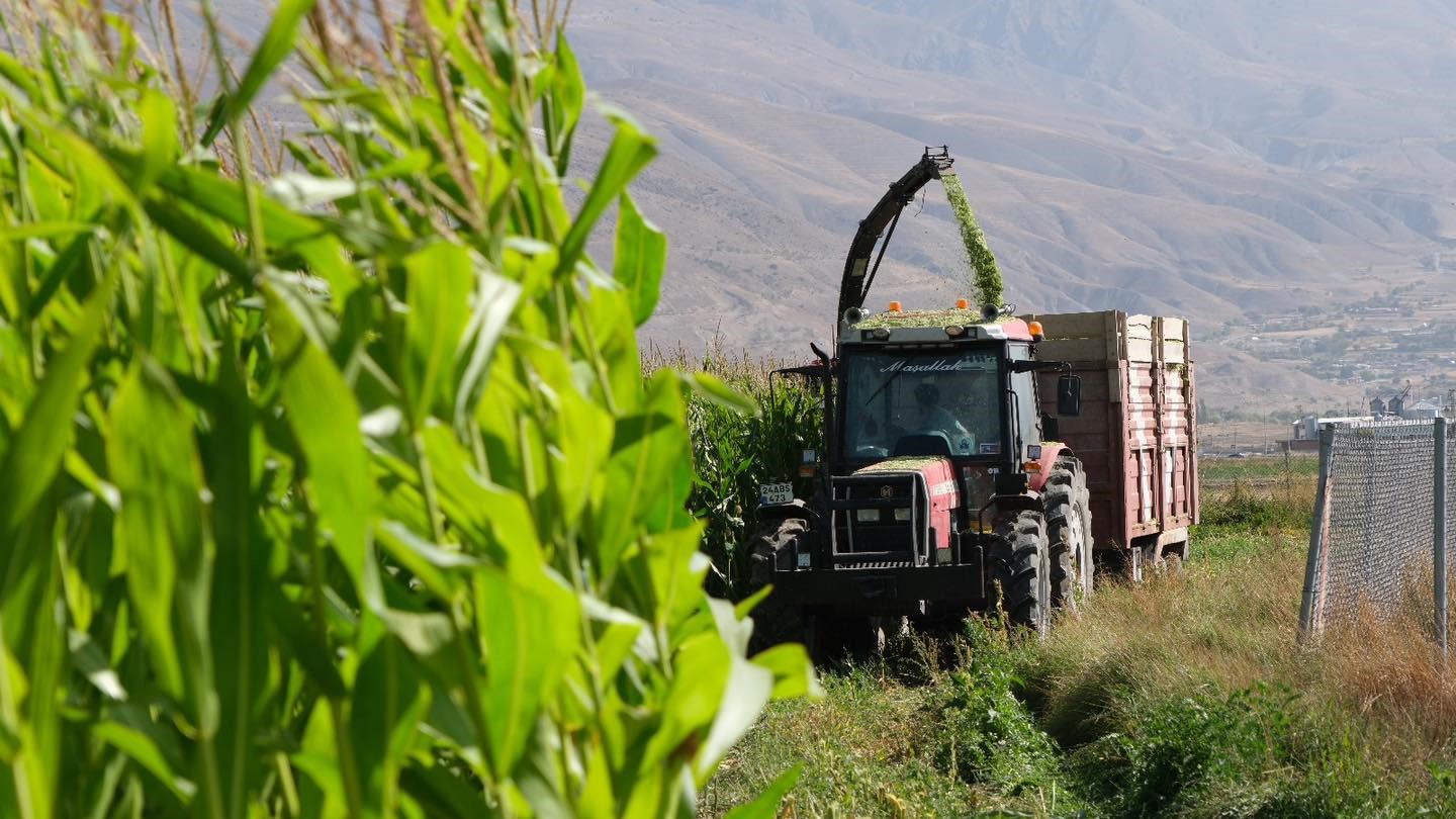98 d&ouml;n&uuml;m alana ekilen silajlık mısırların hasadı yapıldı
