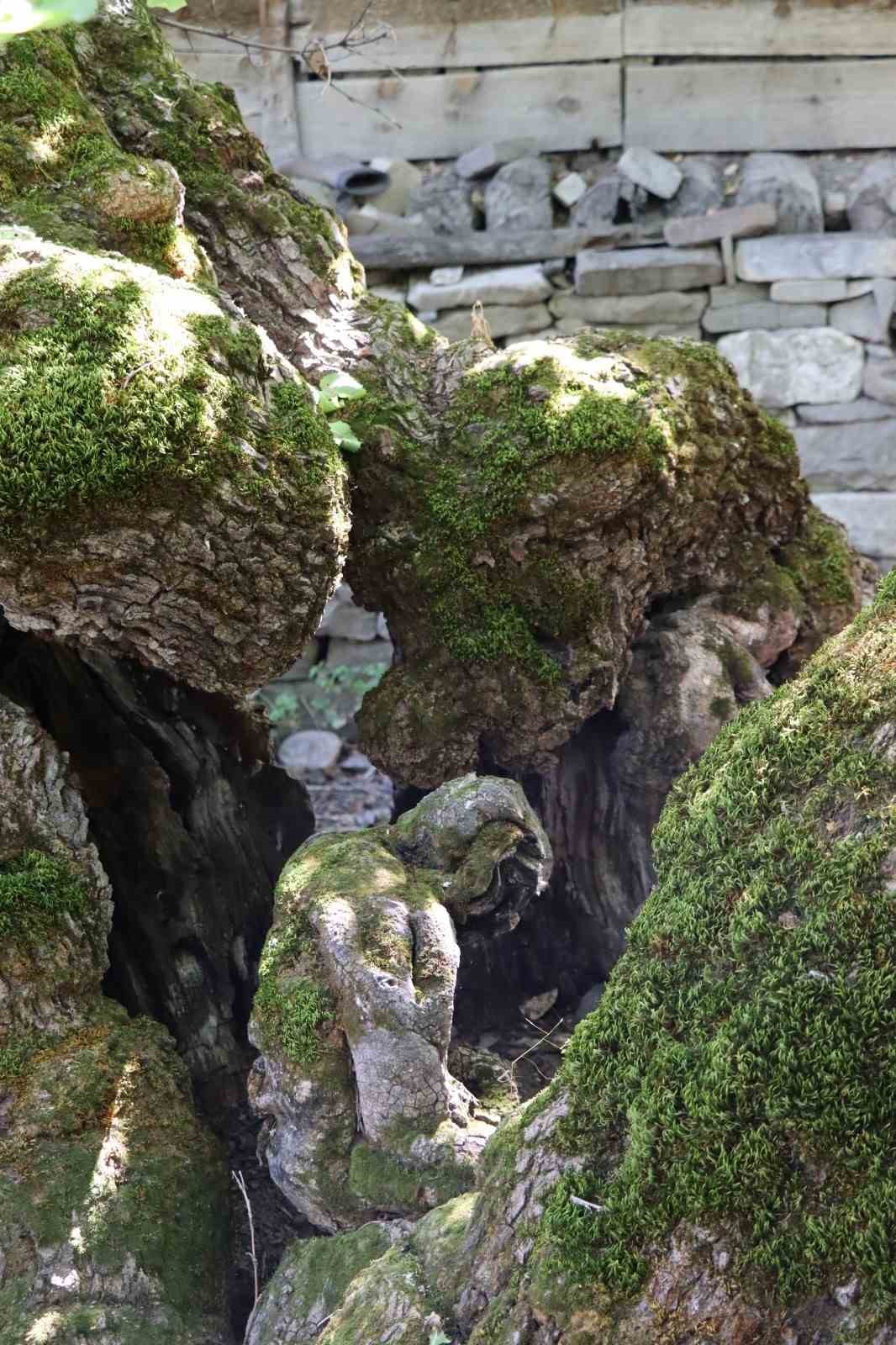 300 yıllık dut ağacında dikkat &ccedil;eken detay
