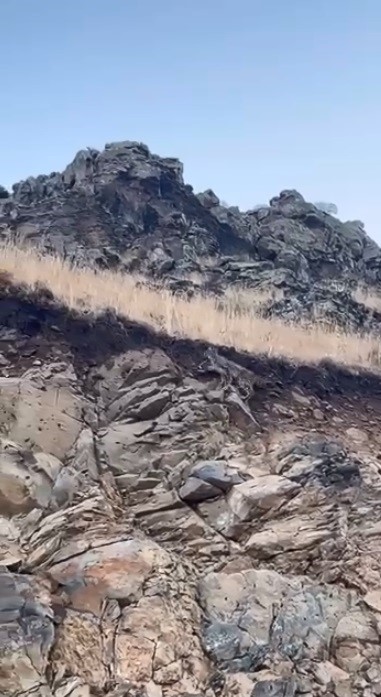 Kars&rsquo;ta ormanların hayaleti vaşak kameraya yansıdı
