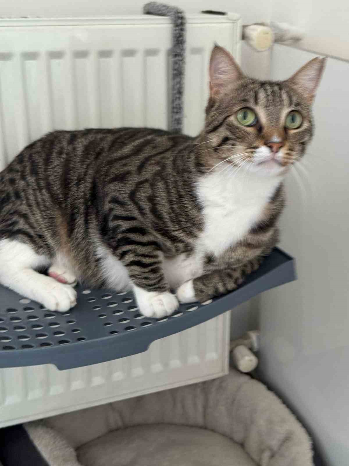 Kayıp kedisini bulana 100 bin lira &ouml;d&uuml;l verecek
