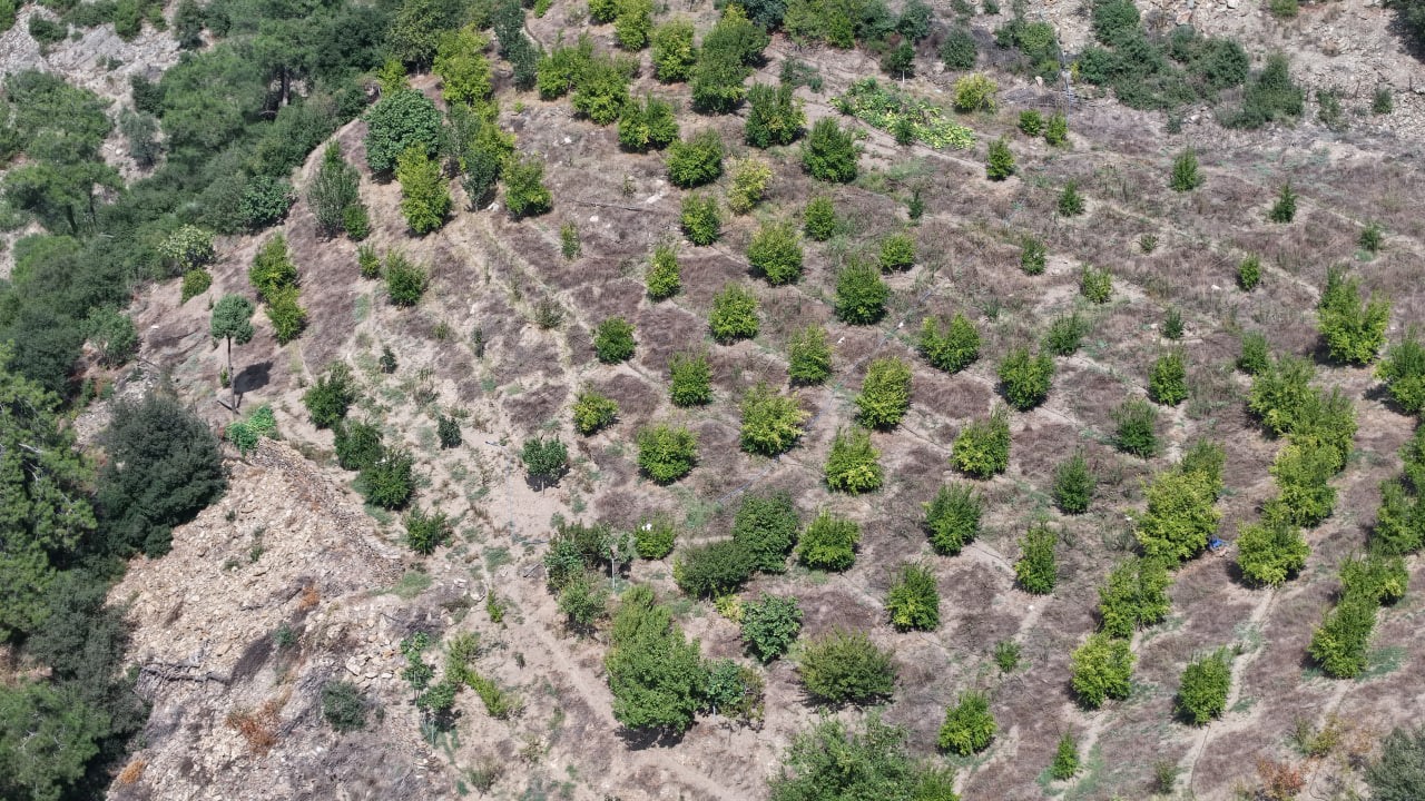 Tescilli Kuytucak narında hasat başladı
