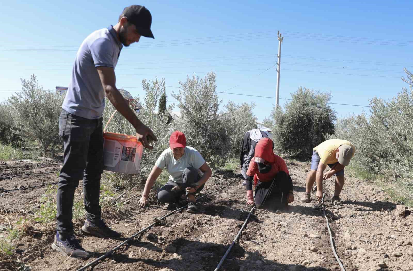 Mersin’de üreticiye ilk kez enginar yumrusu desteği verildi