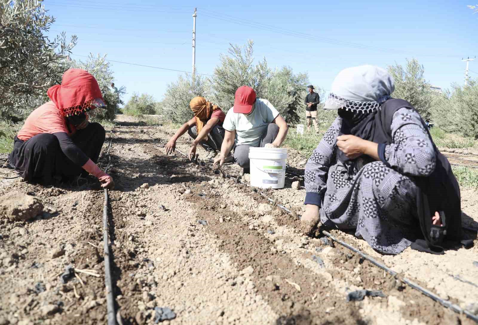 Mersin’de üreticiye ilk kez enginar yumrusu desteği verildi
