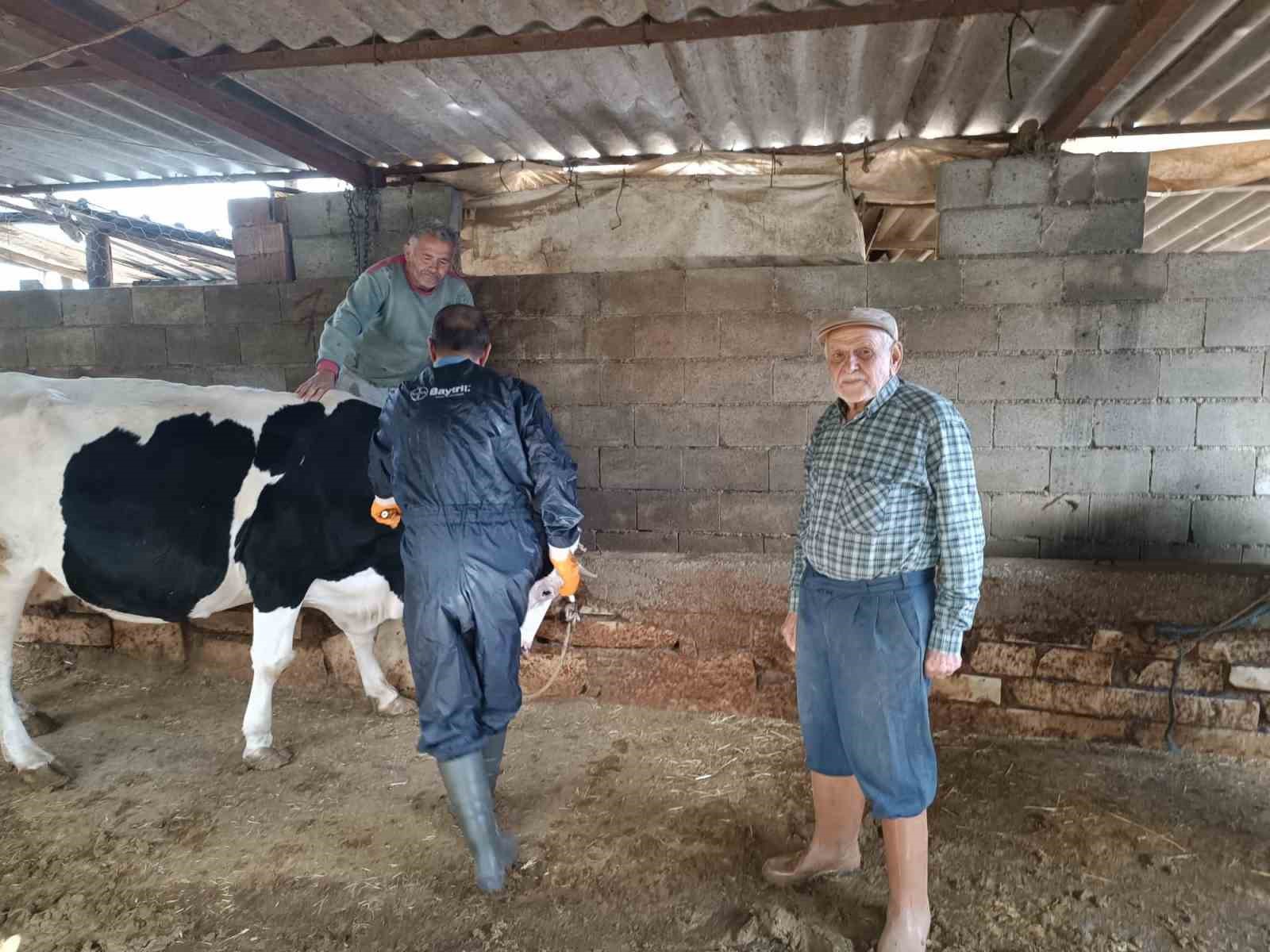 Menteşe&rsquo;de şap aşısı kampanyası hız kesmiyor
