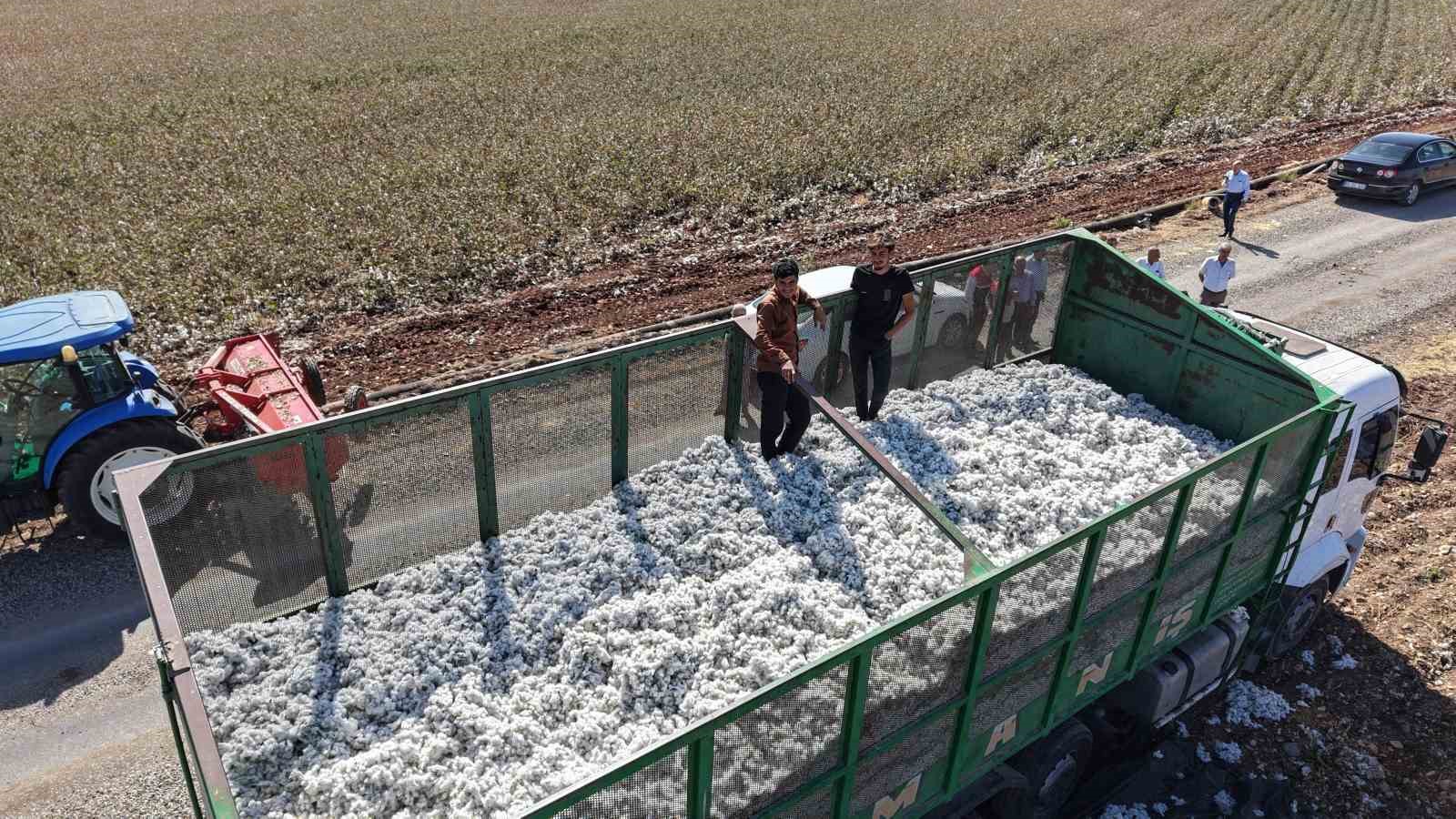 Adıyaman’da 2025 yılı pamuk hasadı başladı