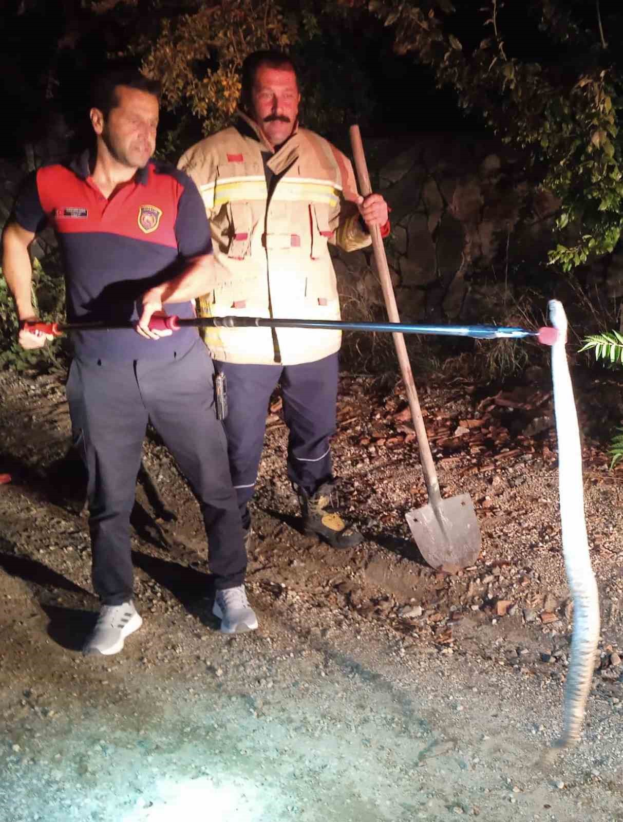 Hatay’da evlere giren 2 yılan yakalandı