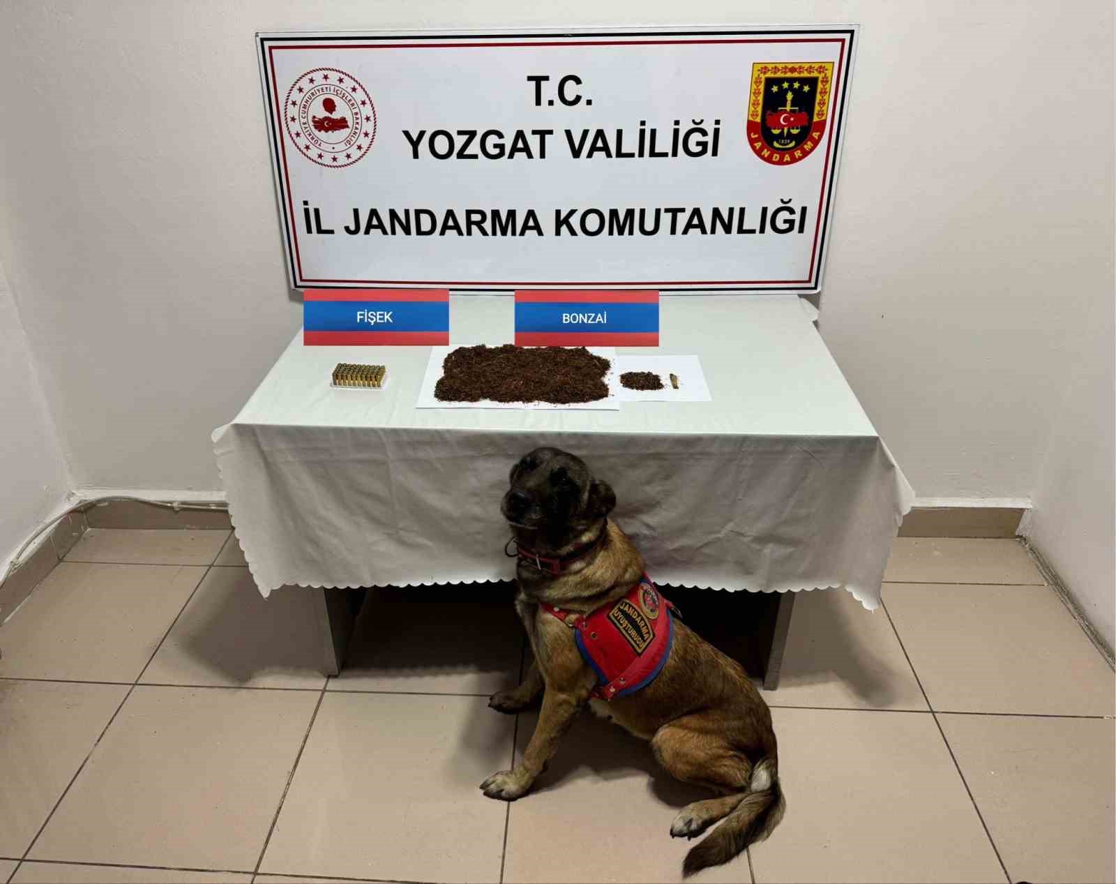 Yozgat’ta şüpheli şahsın aracında bonzai ele geçirildi