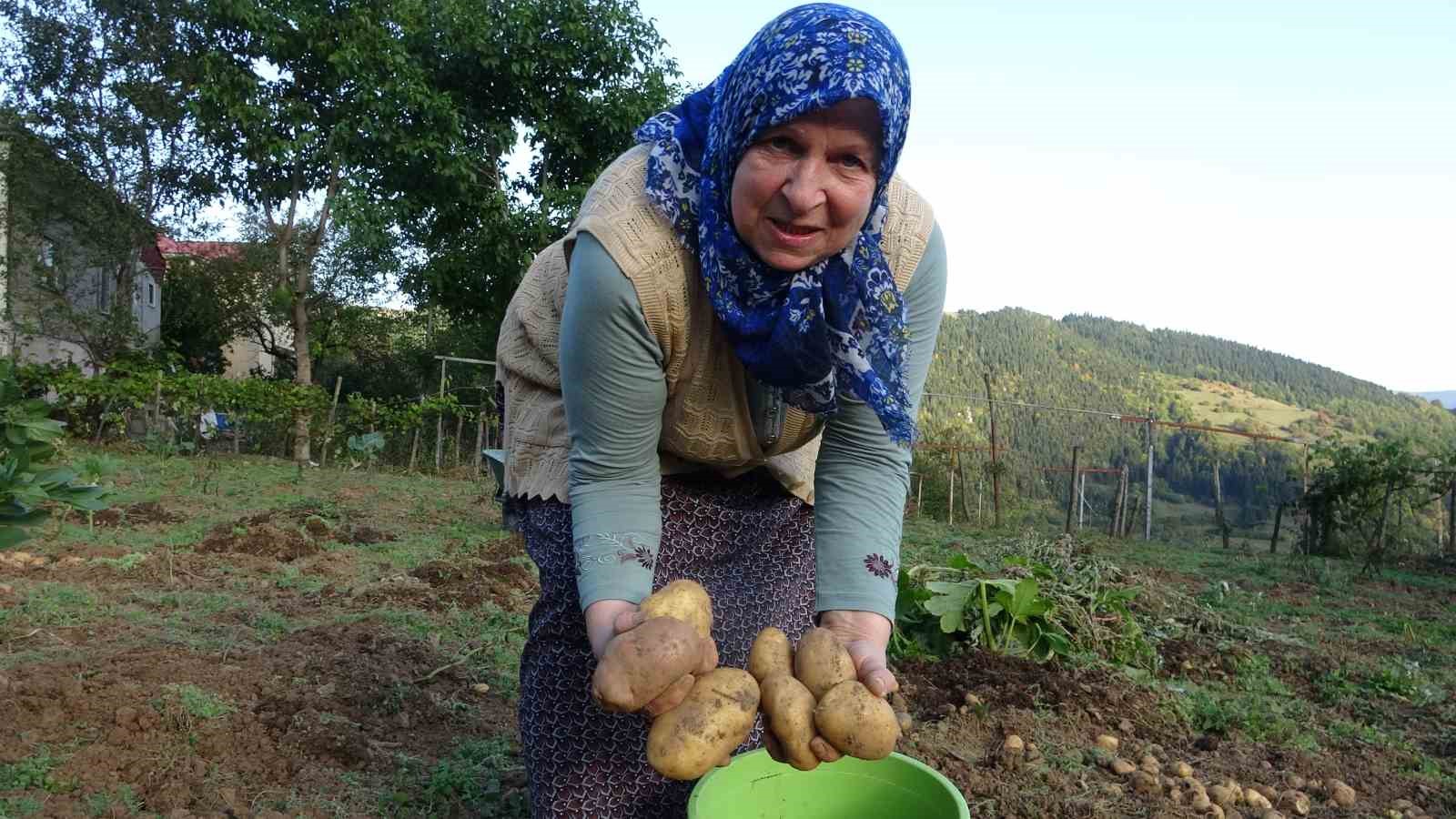 Giresun yaylalarında patates hasadı başladı