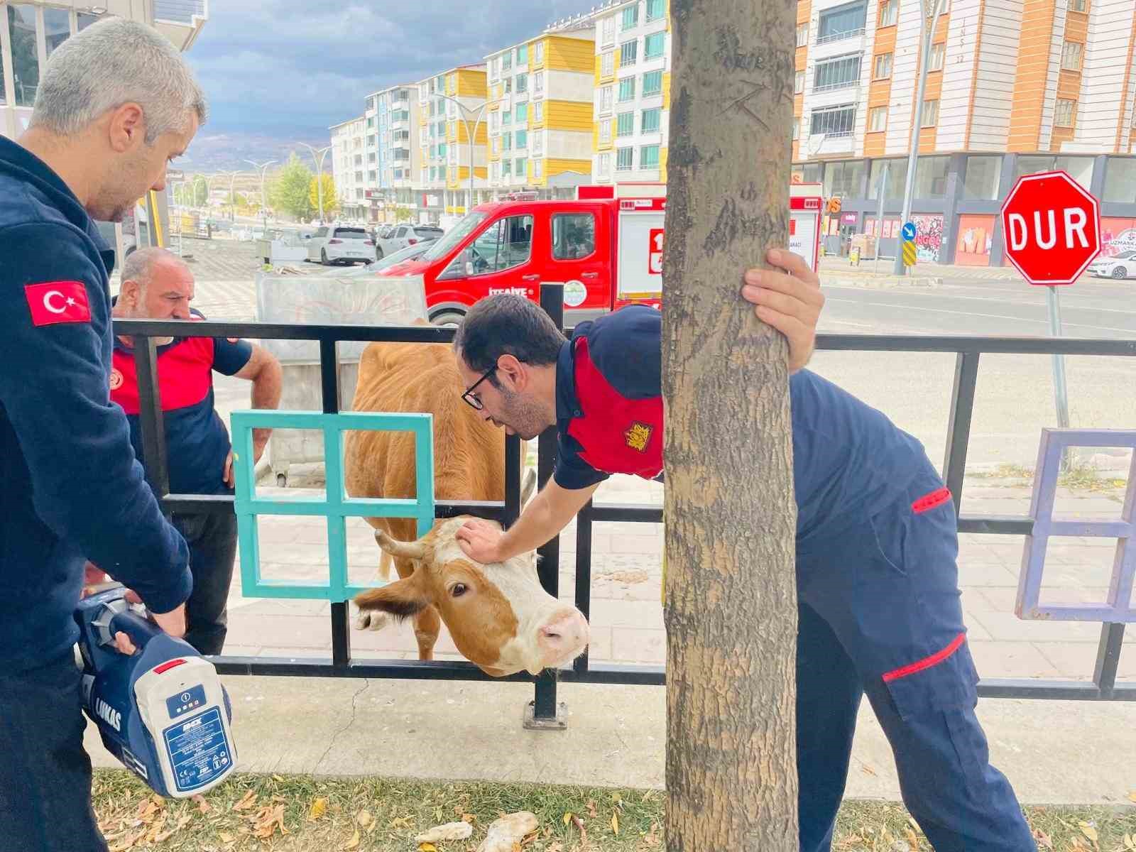 Bingöl’de demir korkuluklara sıkışan inek kurtarıldı