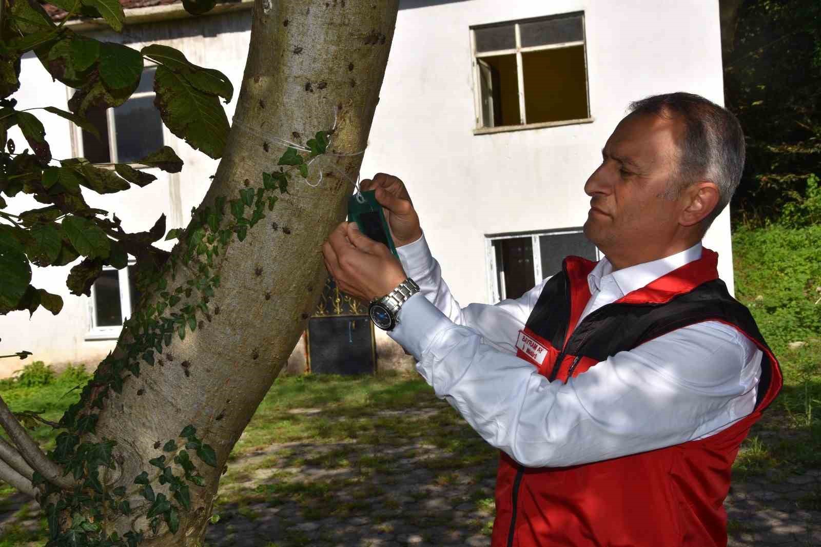 Ordu İl Tarım ve Orman Müdürü Ay: "Kahverengi kokarca ile mücadele aralıksız devam ediyor"