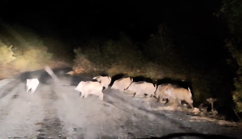 Tatvan&rsquo;da domuz s&uuml;r&uuml;s&uuml; g&ouml;r&uuml;nt&uuml;lendi
