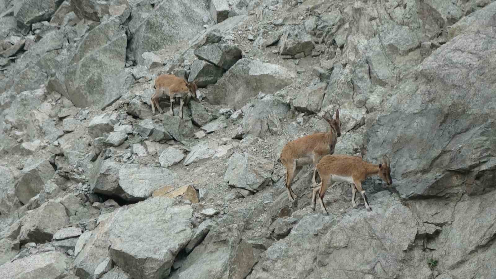 Artvin’de dağ keçileri drone kamerasına yansıdı