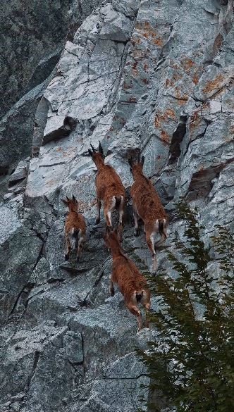 Artvin’de dağ keçileri drone kamerasına yansıdı
