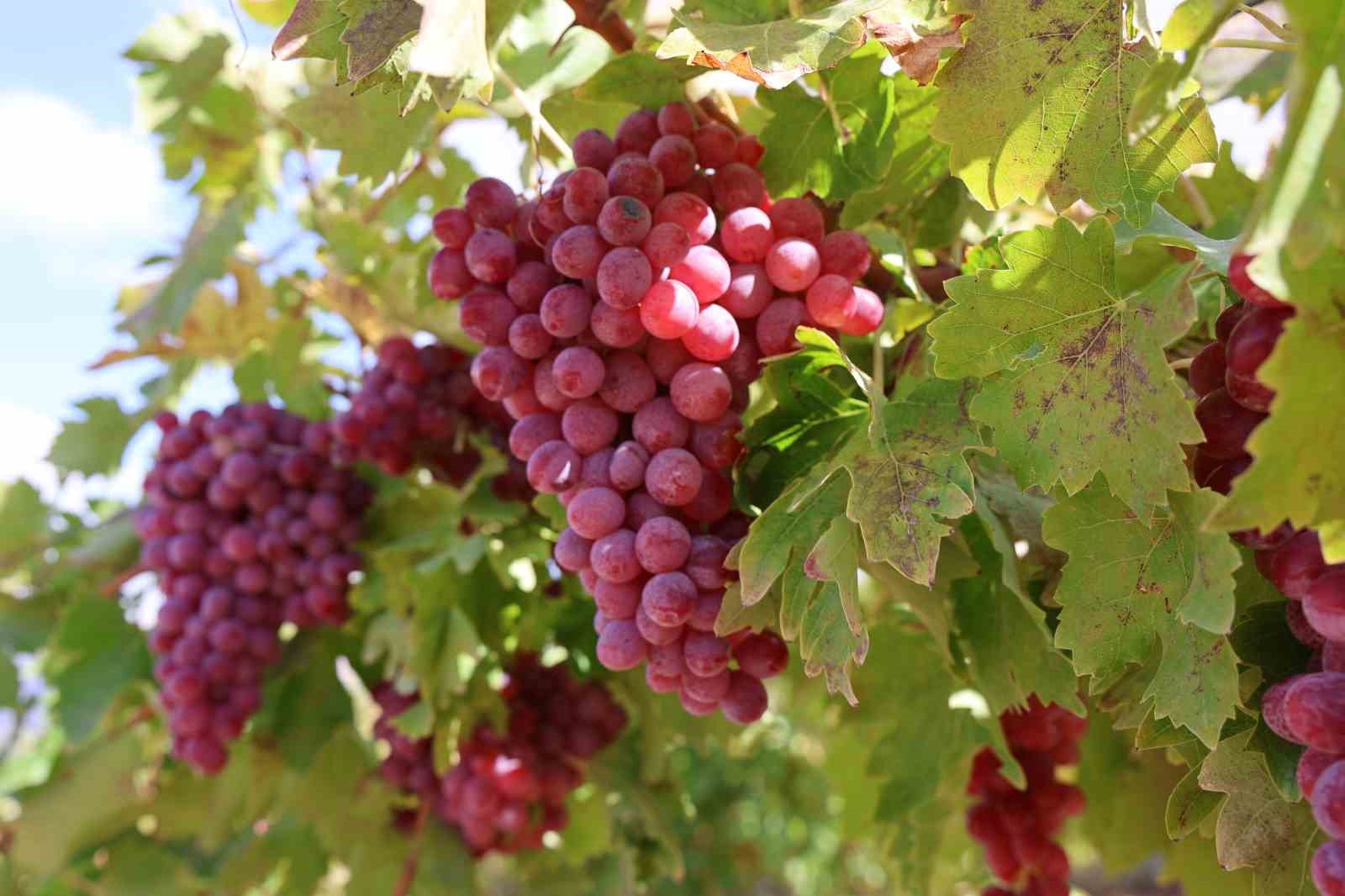 Bağ bozumunda rekor: 4 kilo üzüm salkımı