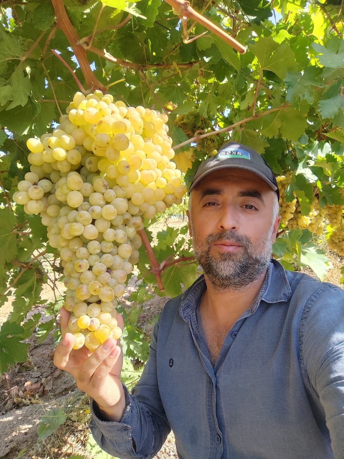 Bağ bozumunda rekor: 4 kilo üzüm salkımı
